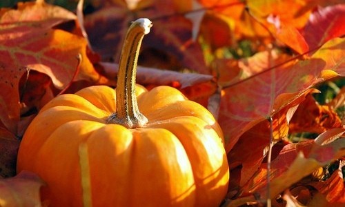 Image result for fall leaves and pumpkins